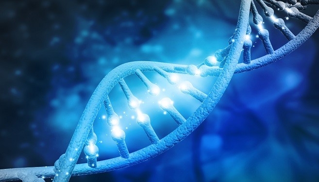 De structuur van DNA