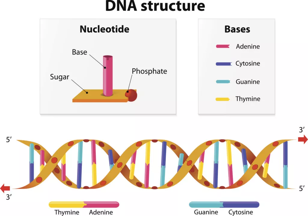 illustration of the structure of DNA